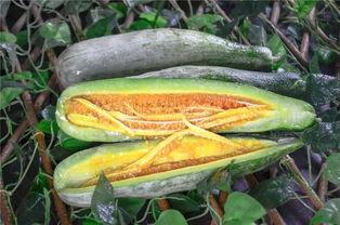 彩虹吃瓜的其他网红有哪些