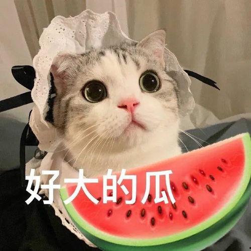 网红小猫吃瓜视频,萌态百出引网友热议